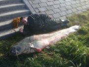 Čudo kod Apatina: Pecali ribu, ulovili čudovište od 2 metra i 125 kilograma (VIDEO)