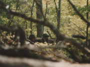 Noć kada je gorelo nebo i zemlja: Kako su NATO avioni zabranjenim kasetnim bombama zasuli položaje i ubijali srpsku mladost na Košarama Nisam jeo dva dana, ako možeš kupi mi hleb i jogurt: Priča heroja koji je ranjen na Kosovu tužna je slika Srbije