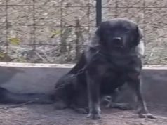 Svaki srpski vitez je morao imati ovoga psa: Priča o Silvanima, prvoj srpskoj rasi pasa