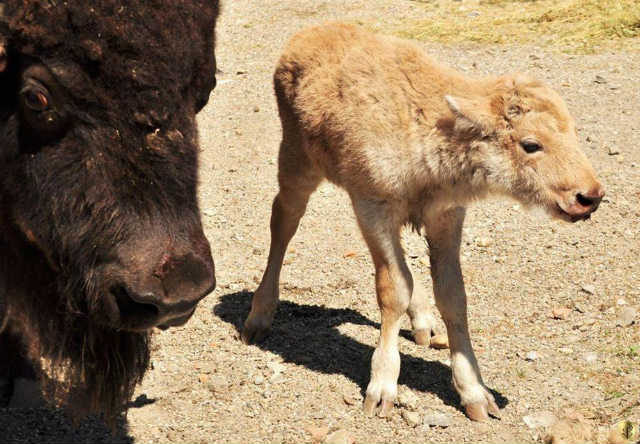 Dešava se jednom u 10 miliona: Rodio se beli bizon u Beo Zoo-vrtu i evo šta to znači