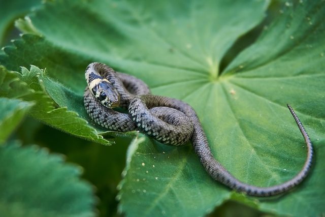 Kako prepoznati da li je zmija otrovnica ili ne