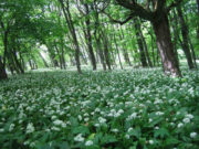 Biljka koja čini čuda za organizam: Nalazi se svuda oko nas, a toga nismo ni svesni! Biljka koja čini čuda za organizam: Nalazi se svuda oko nas, a toga nismo ni svesni!