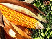 Ova biljka krije tajnu: Nećete verovati gde se krije bogatstvo srpskog jezika