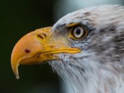 Orao krstaš ponovo u Srbiji: Ne samo na grbu, nego i u prirodi