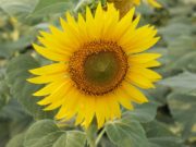 Suncokreti: Kuda Sunce, tuda i suncokret, ali zašto? Suncokret